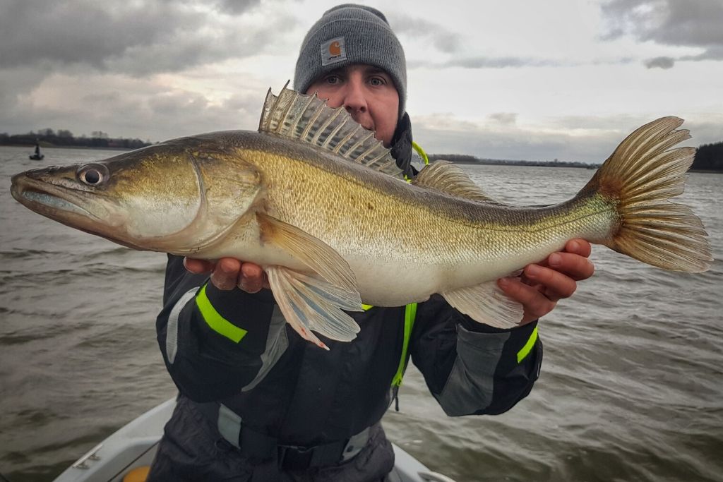 Shimano Stradic FL na sandacze