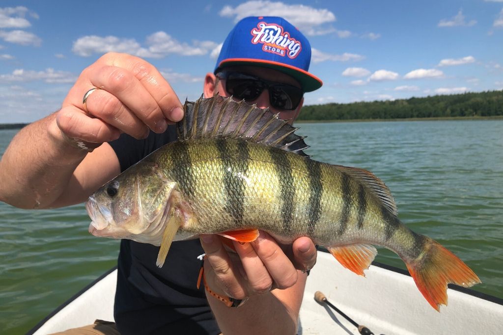 Okoń złowiony za pomocą wędki Shimano