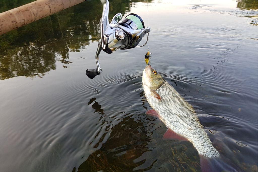 Shimano stradic w starciu z kleniem