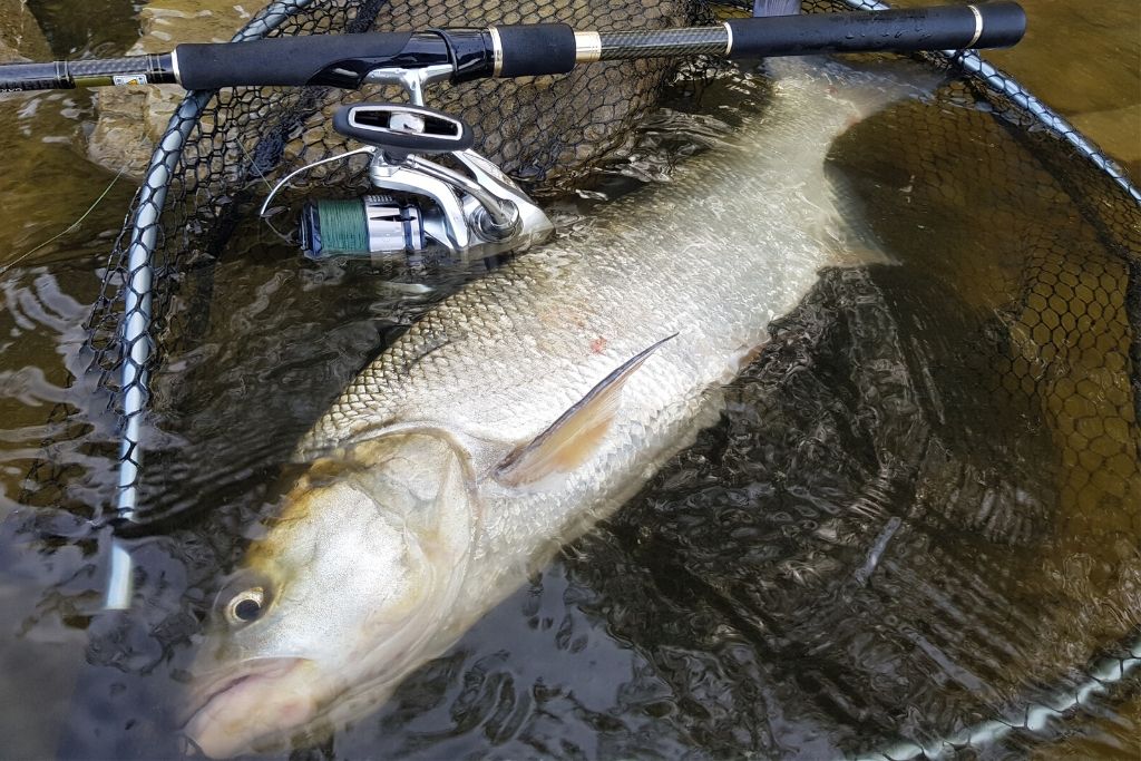 Boleń złowiony za pomocą Shimano Strafic FL