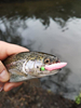 Gumy FishUp Pupa 3,2cm | 1,2" | #139 Earthworm/Hot Pink | 8szt.