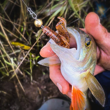 Przynęta Perch Professor Fapping Craw 2"/5cm - MIX - 6 szt.