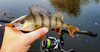 Przynęta Perch Professor Fluky Shad 2"/5cm - #03 Bimber Tea - 7 szt.