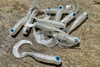 Guma Great Fish GF1 Twister 4,9cm | White Pearl | krewetkowy | 10 szt.