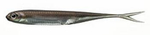 Fish Arrow Flash-J Split 3" - Wakasagi/Silver #07 - 1 szt.