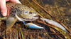 Wobler Westin RawBite Crankbait 7cm | Official Roach | pływający