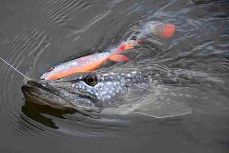 .Guma Savage Gear 3D Whitefish Shad 27cm | Green Silver