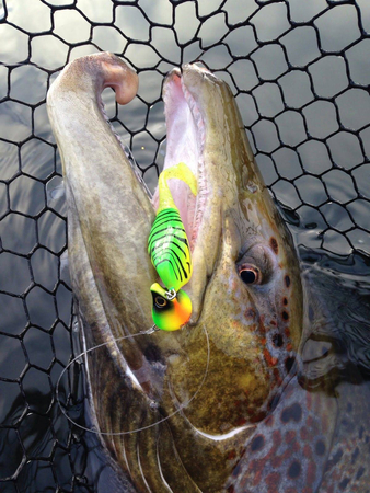 Headbanger Shad 11cm - Goldhead - Neutralny