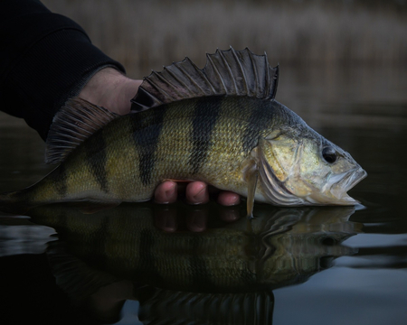 Wędka Shimano Soare XR 229cm | 0.6-6g
