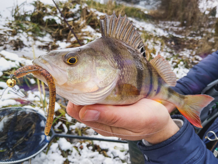 Przynęta Perch Professor Flying Worm 3,5"/9cm - MIX - 5 szt.