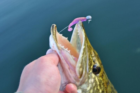 Gumy FishUp U-Shad 5,1cm | 2" | #050/Green Pumpkin Brown/Red & Purple | 10szt.