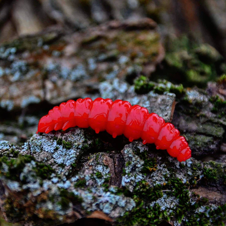 Przynęta Libra Lures Larva 4.5cm | 001 - White | brak zapachu | 8 szt.