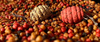 Feeder Bait Twister Wafters 12mm |  Competition  Carp