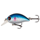 Blue Roach