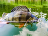 Guma Keitech Easy Shiner 2" | 5,08cm | LT#60 LT Blue X Chart | 12 szt.