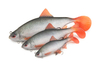 Guma Fox Rage Ultra Realistic Replicant 14cm | Roach