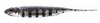 Fish Arrow Flash-J 2" - Live Gill/Silver #23 - 1 szt.