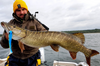Przynęta Angry Pikes - Baby Tyson 14 cm, 25 g - Spotted Bullhead