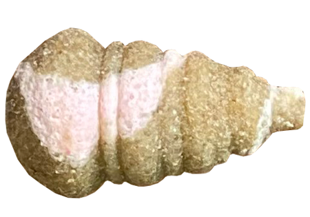 Feeder Bait Mini Ślimak Twister Wafters 11/8mm | R72 - Brzoskwinia & Ananas