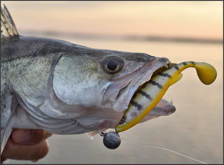 ..Guma Westin ZanderTeez 8,5cm - Zander