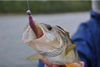Gumy FishUp U-Shad 6,2cm | 2,5" | #049/Orange Pumpkin/Black | 9szt.