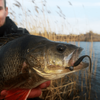 Przynęta Perch Professor F**king Leech 3,5"/9cm - #02 Purple Pepper - 5 szt.