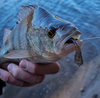 Przynęta Perch Professor F**king Leech 2"/5,5cm - MIX - 12 szt.