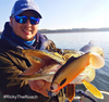 Guma Westin Ricky the Roach ST 18cm | Headlight