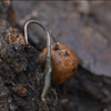 Haczyki Karpiowe BKK Wide Gape | #4 | 10 szt.