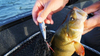 Popper Salmo Rattlin Pop 7cm | Lucky Bone | pływający