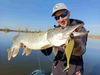 Guma Mikado MFT Roach 15cm Gold Roach