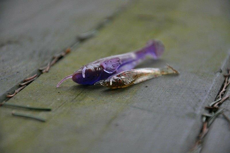 Gumy FishUp Catfish 5,0cm | 2" | #036/Caramel/Green & Black | 8szt.