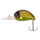 Green Olive Flash