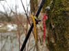 Guma Westin BloodTeez 7,5cm | Bloodworm | 6 szt.