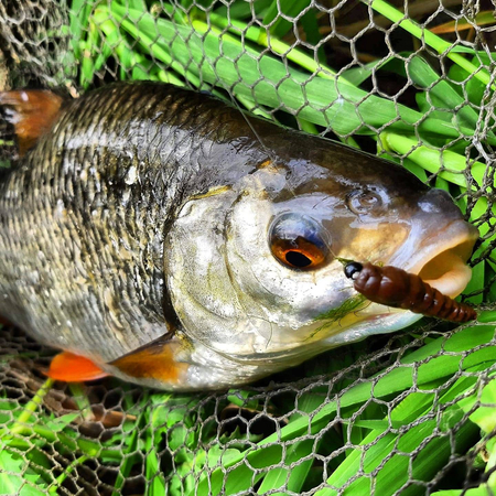 Przynęta Libra Lures Largo Slim 3.4cm | 005 - Cheese | kryl | 12 szt.