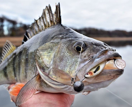 Guma Westin ShadTeez High 7cm | Tiger Perch