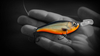 Headbanger Cranky Shad 6,4cm - Natural Perch - 10g
