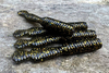 Guma Great Fish GF2 Leech 6cm | Black&Gold | rybny | 10 szt.