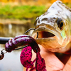 Przynęta Perch Professor Fapping Craw 2"/5cm - #02 Purple Pepper - 6 szt.