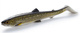 Natural Pike