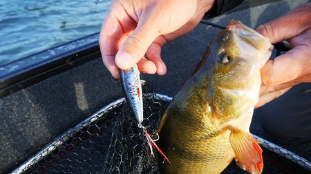 .Popper Salmo Rattlin Pop Real Hot Bluegill 7cm | pływający