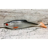 Guma SEWRO CUSTOM BAIT Płoć 10cm