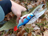 Guma Mikado MFT Roach 15cm Gold Roach
