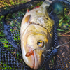 Przynęta Perch Professor F**king Leech 2"/5,5cm - #02 Purple Pepper - 12 szt.