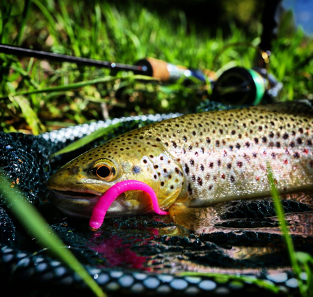 Przynęta Libra Lures Dying Worm 8cm | 017 - Bubble Gum | kryl | 12 szt.