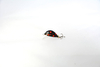 Wobler Murky Baits Bulwa 2,5cm | 2g | wolno tonący | BA10