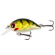 Green Perch