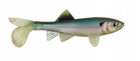 ..Przynęta BERKLEY Sick Fish 10cm - Light Hitch 2szt.