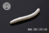 Przynęta Libra Lures Fatty D'Worm 7.5cm | 004 - Silver Pearl | ser | 8 szt.