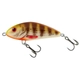 Brown Perch